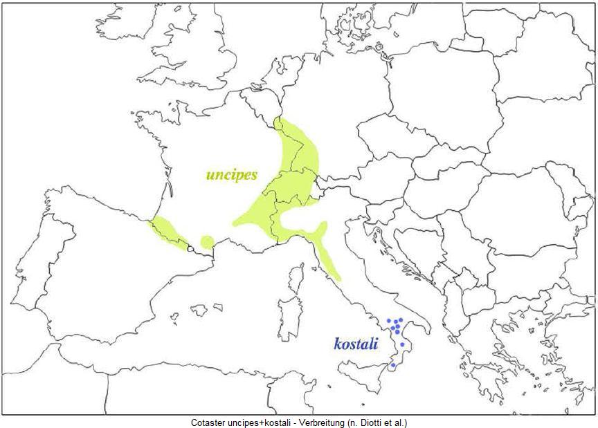 COTASTER UNCIPES+KOSTALI