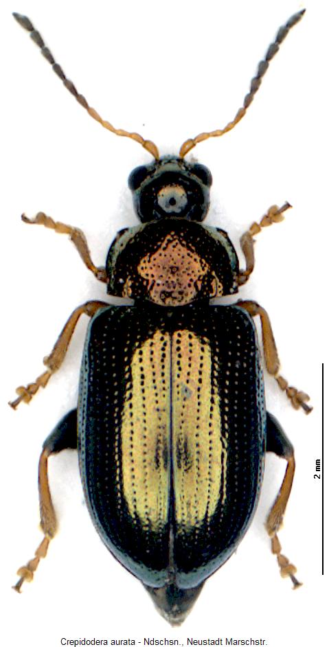 CREPIDODERA AURATA