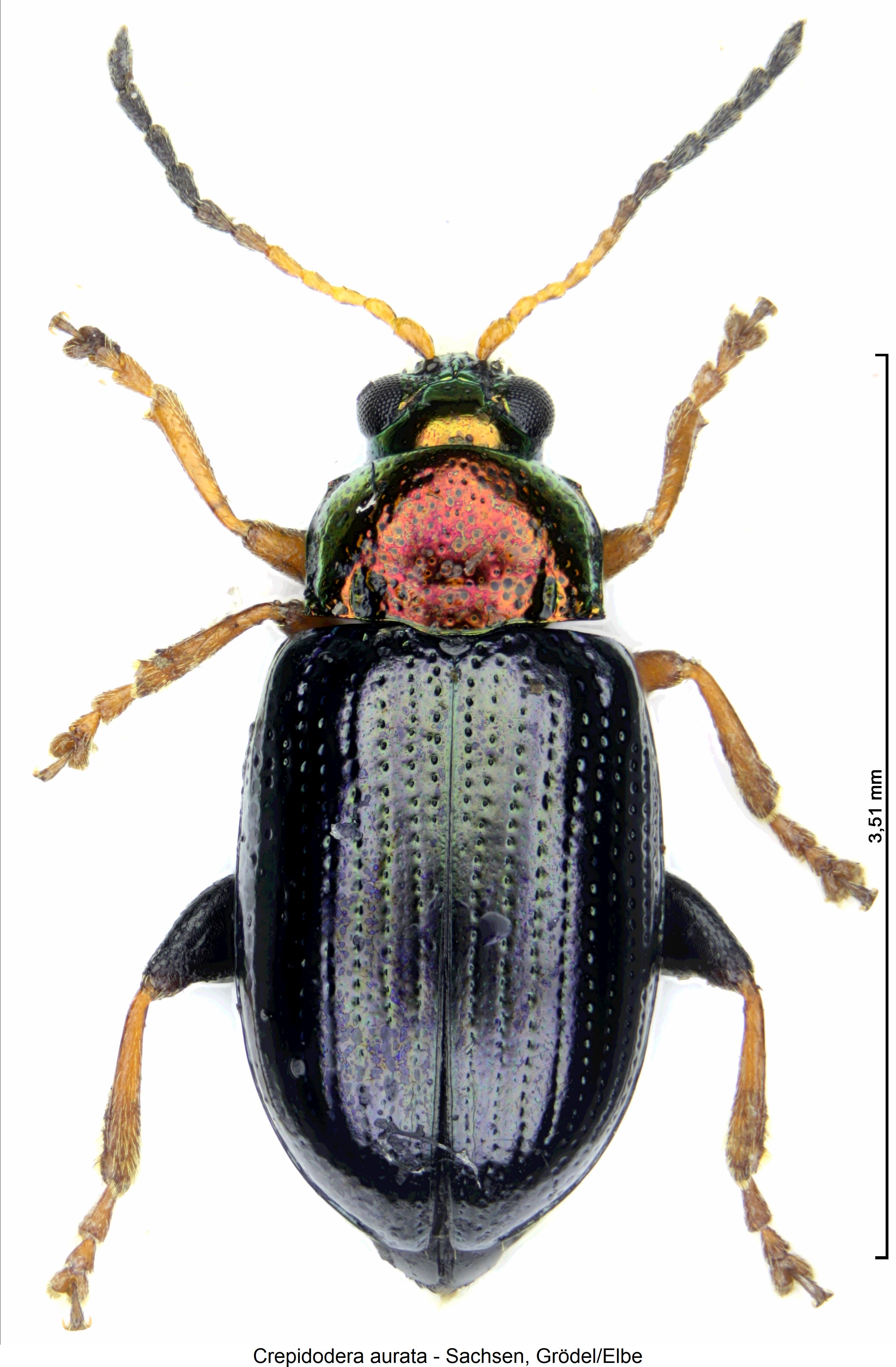 CREPIDODERA AURATA