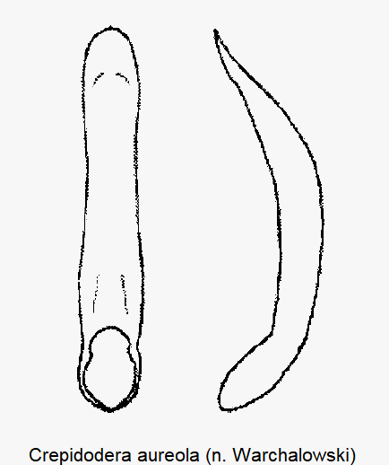CREPIDODERA AUREOLA