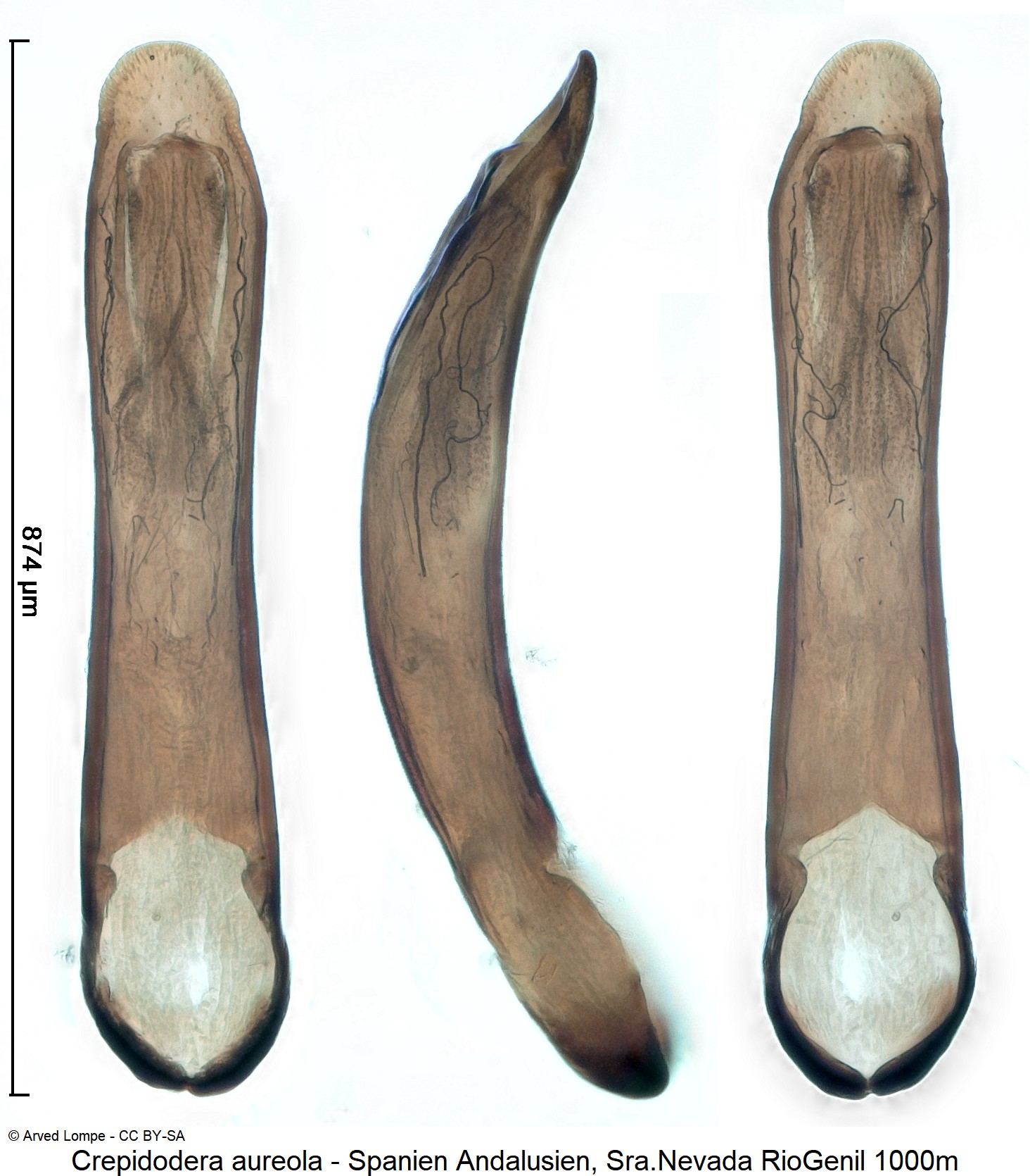 CREPIDODERA AUREOLA