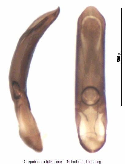 CREPIDODERA FULVICORNIS