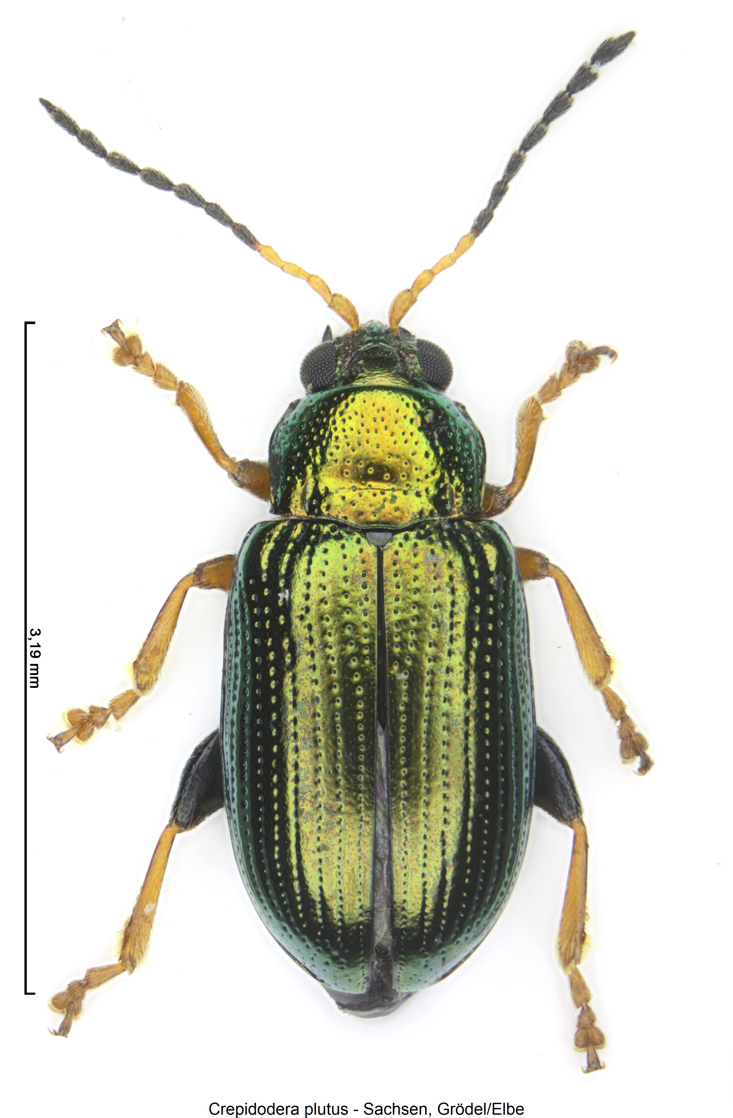 CREPIDODERA PLUTUS