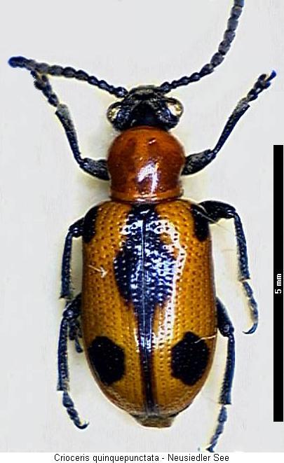 CRIOCERIS QUINQUEPUNCTATA