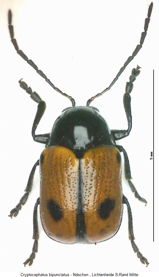 CRYPTOCEPHALUS BIPUNCTATUS
