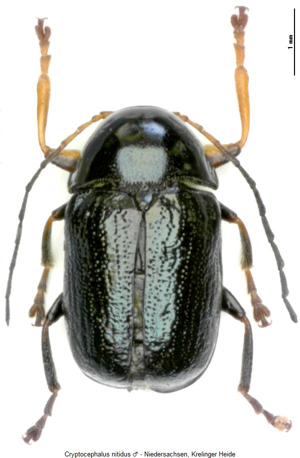 CRYPTOCEPHALUS NITIDUS