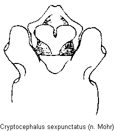 Cryptocephalus Bestimmungstabelle