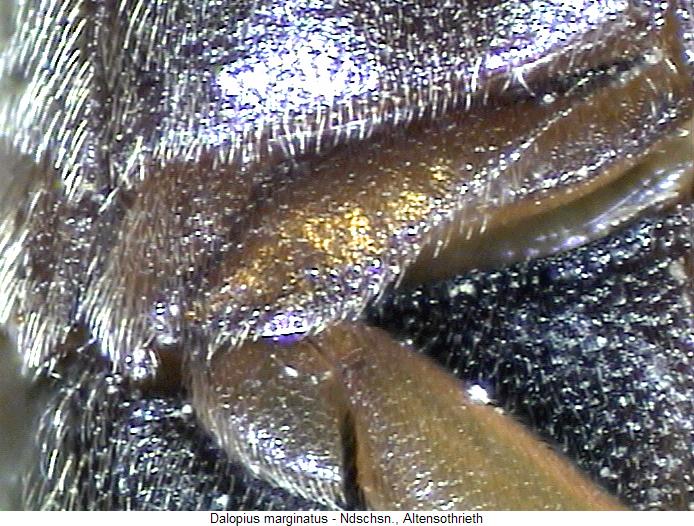 DALOPIUS MARGINATUS