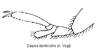DAPSA DENTICOLLIS