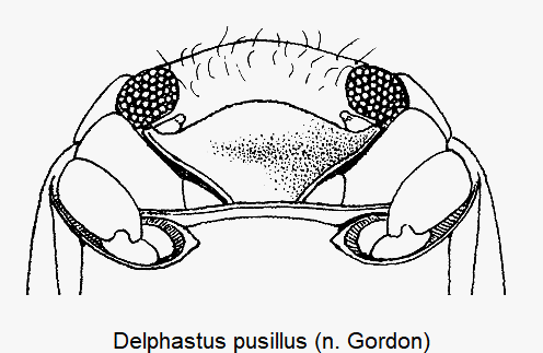 DELPHASTUS PUSILLUS