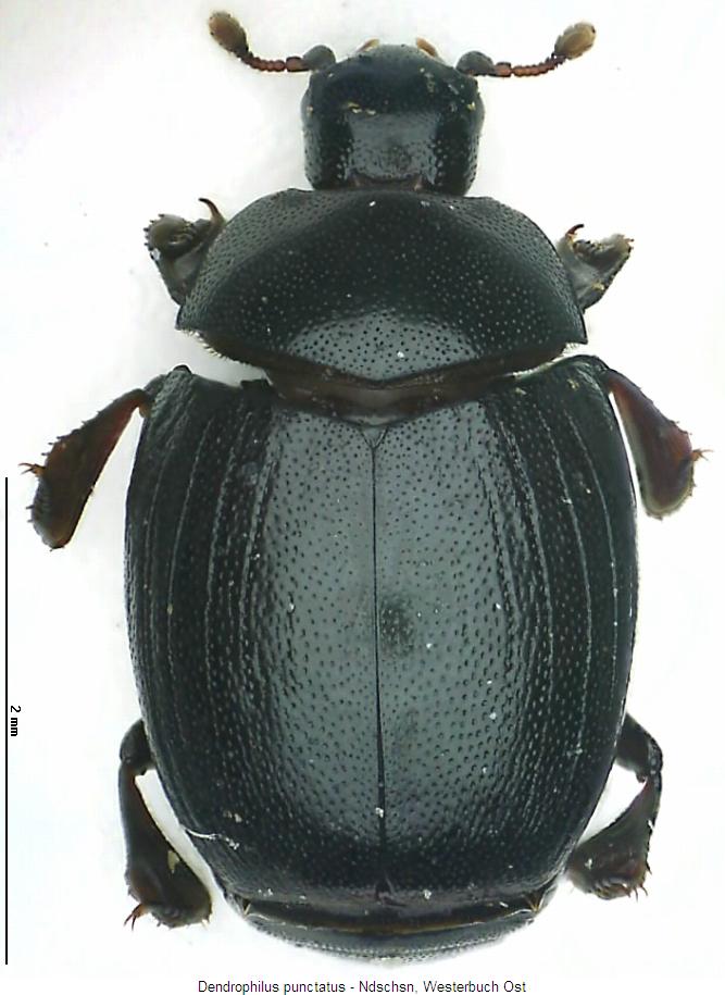 DENDROPHILUS PUNCTATUS