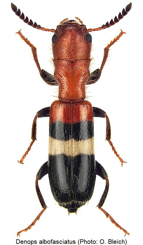 DENOPS ALBOFASCIATUS