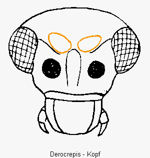 DEROCREPIS K
