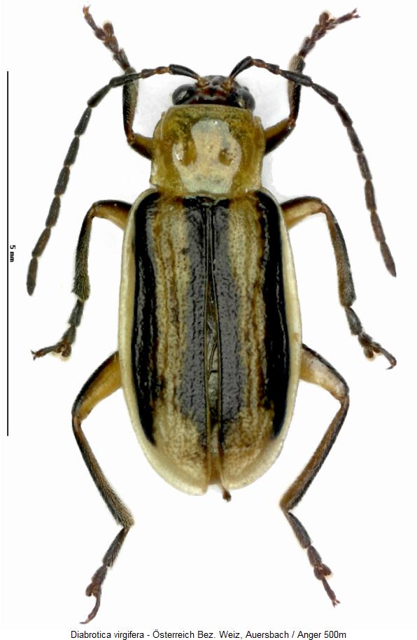 DIABROTICA VIRGIFERA