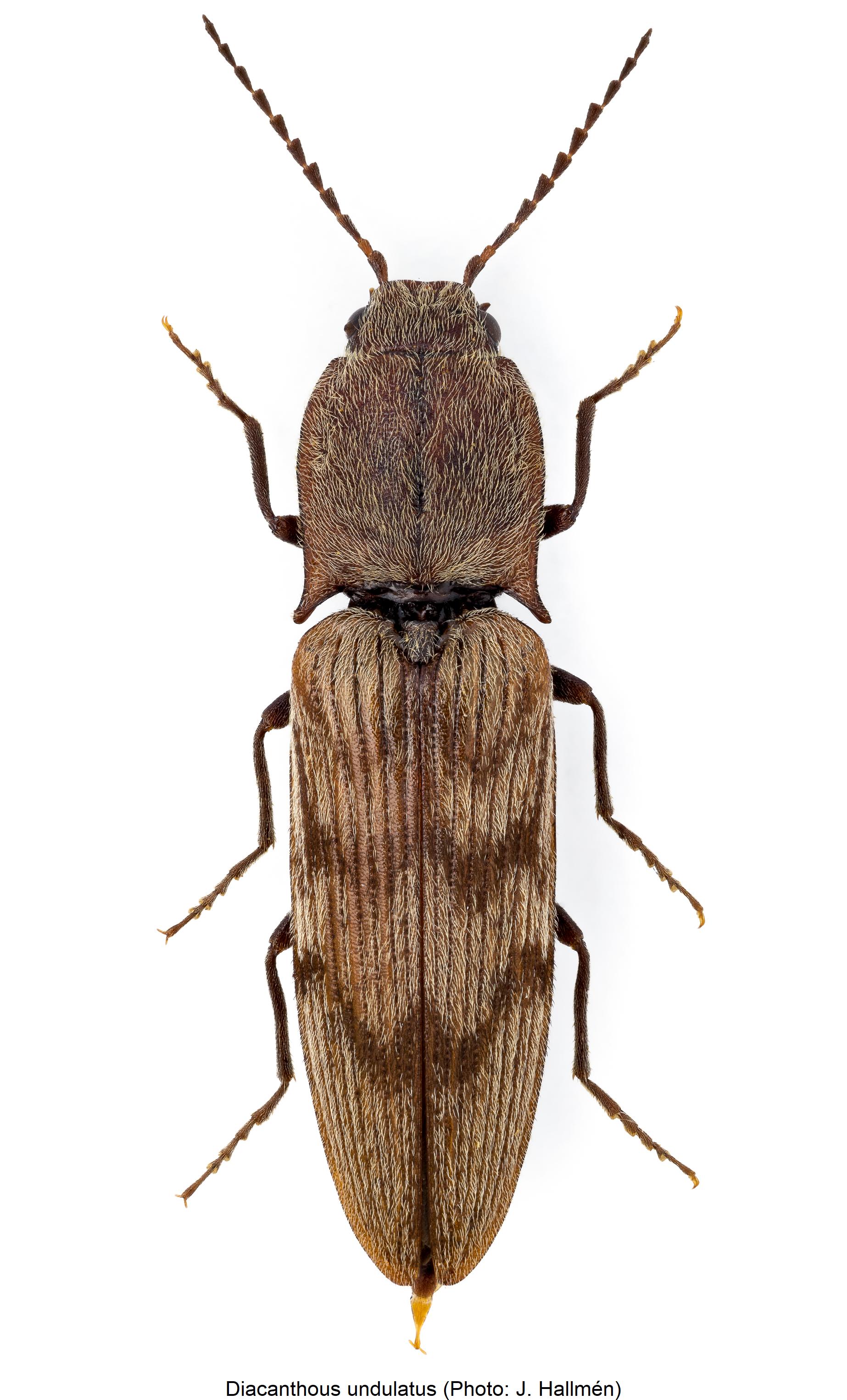 DIACANTHOUS UNDULATUS