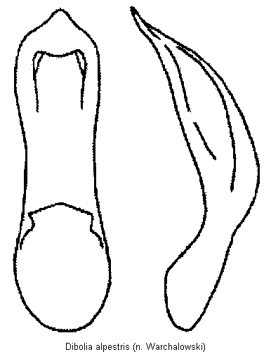 DIBOLIA ALPESTRIS
