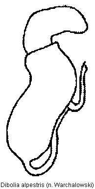 DIBOLIA ALPESTRIS