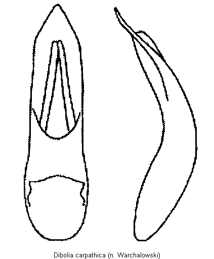 DIBOLIA CARPATHICA