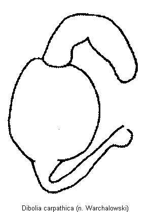 DIBOLIA CARPATHICA