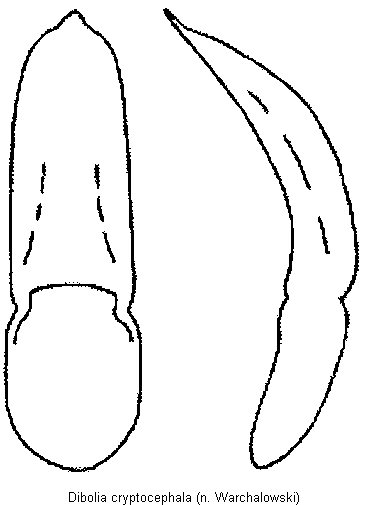 DIBOLIA CRYPTOCEPHALA