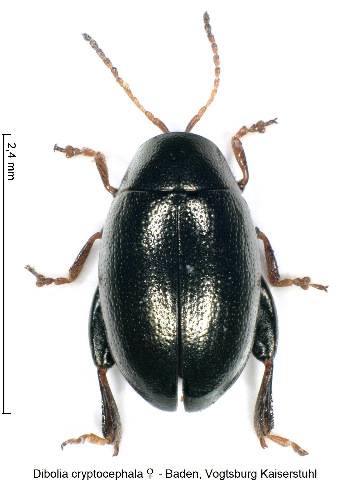 DIBOLIA CRYPTOCEPHALA