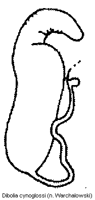 DIBOLIA CYNOGLOSSI
