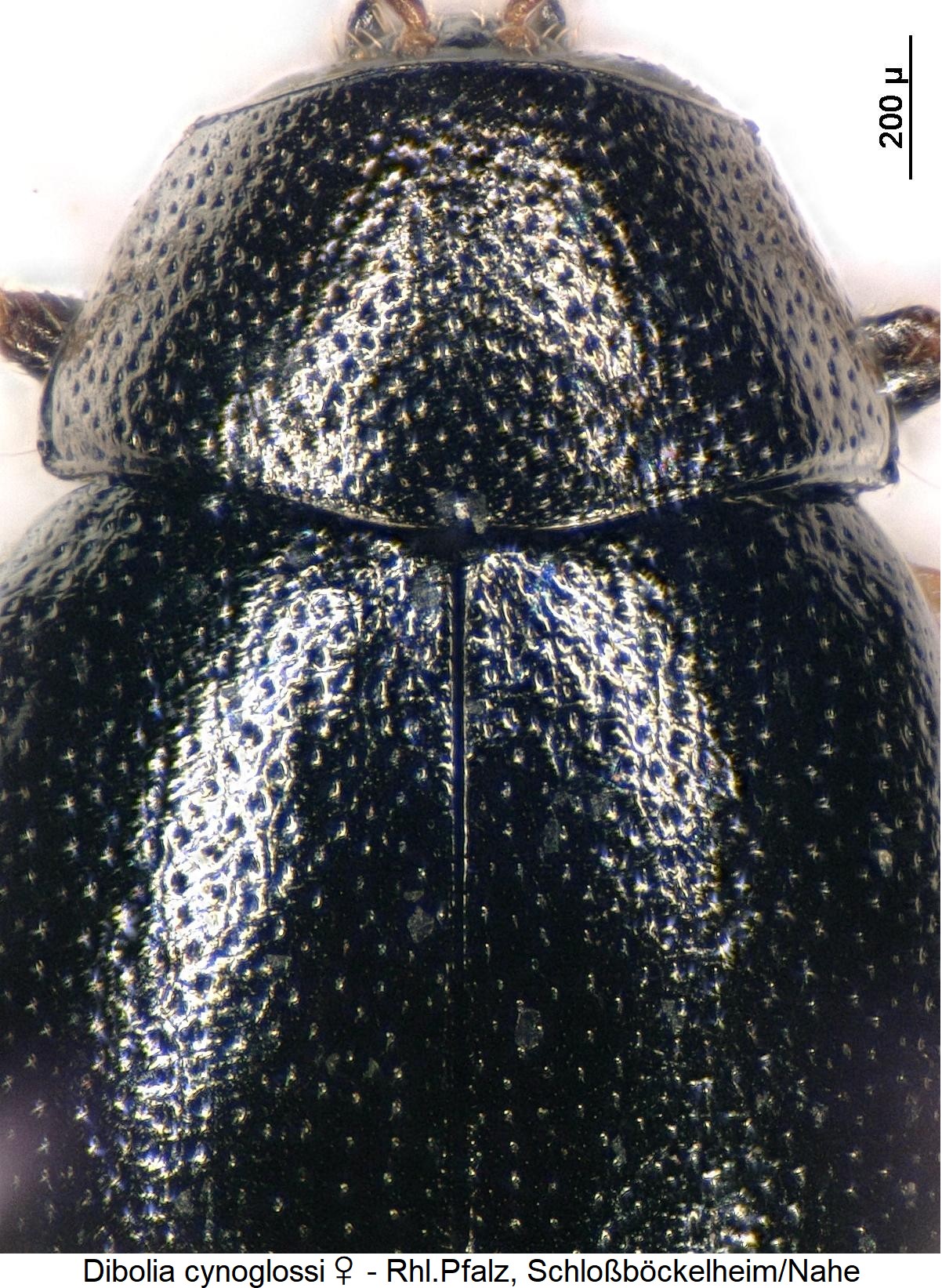 DIBOLIA CYNOGLOSSI