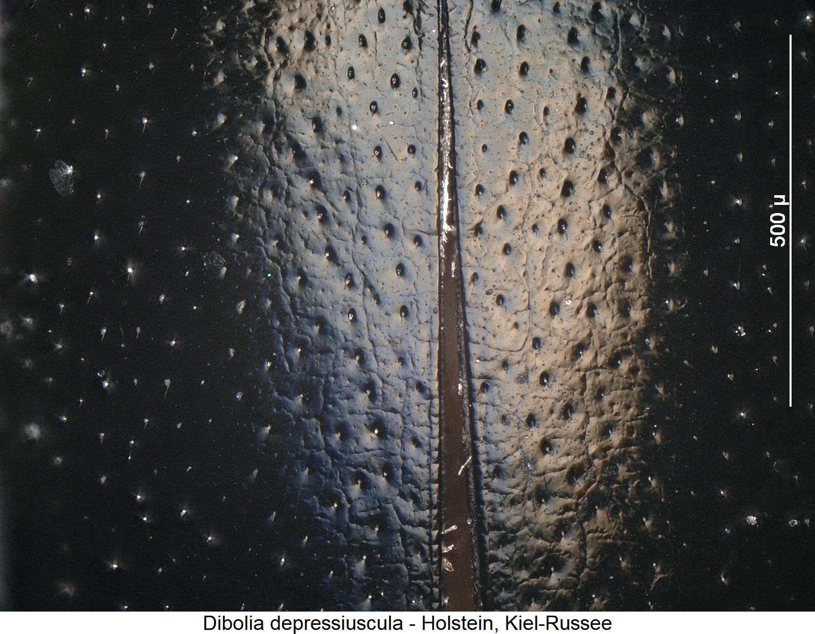DIBOLIA DEPRESSIUSCULA