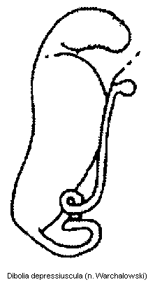 DIBOLIA DEPRESSIUSCULA