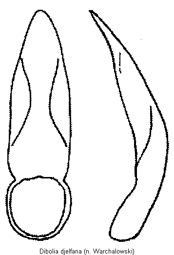 DIBOLIA DJELFANA