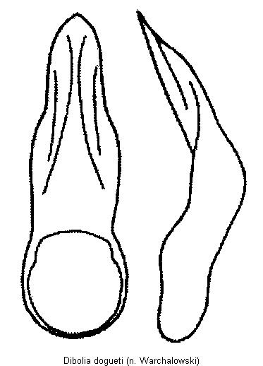 DIBOLIA DOGUETI