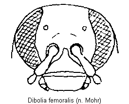 DIBOLIA FEMORALIS
