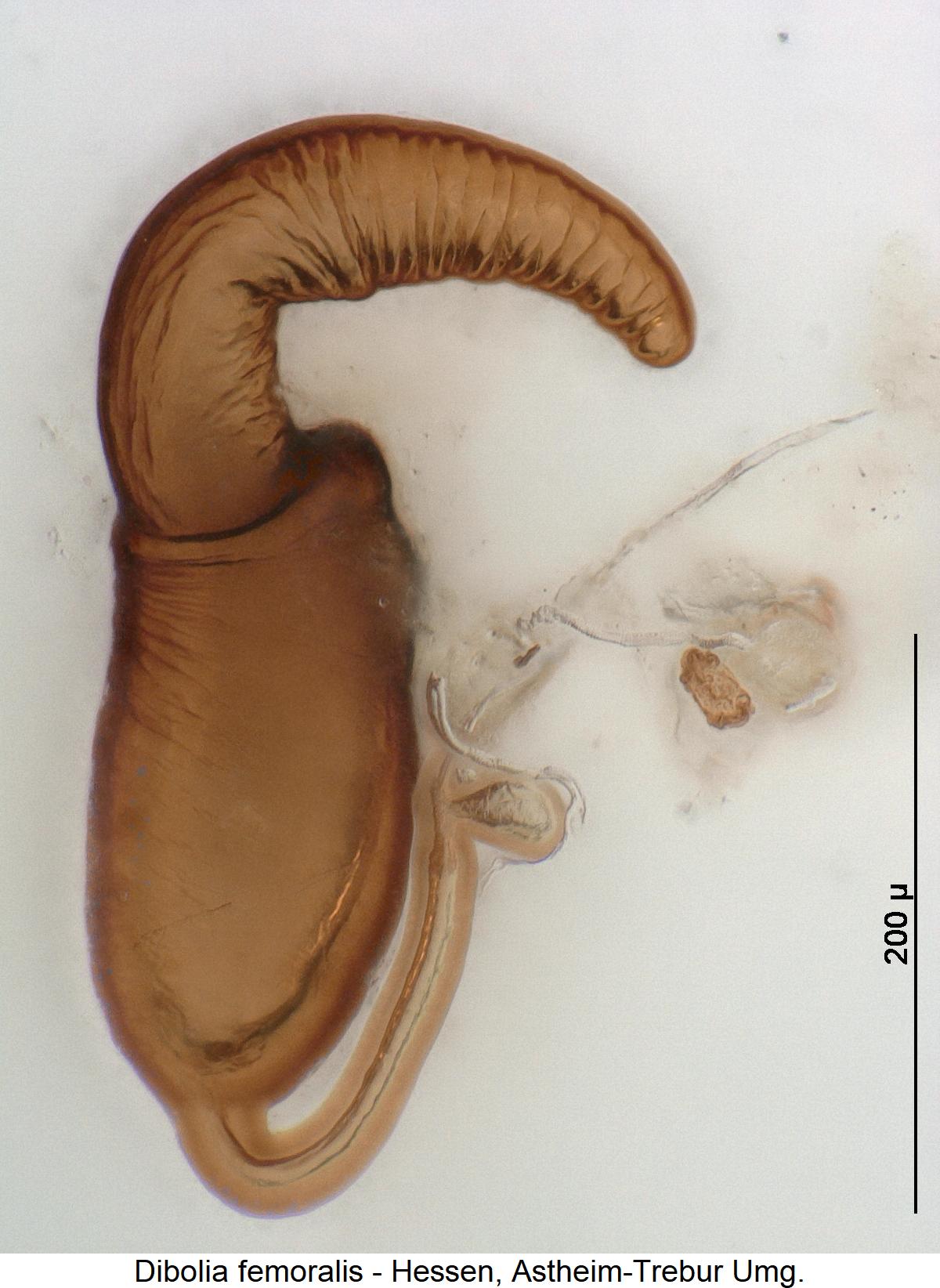 DIBOLIA FEMORALIS