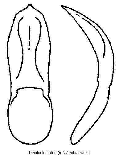 DIBOLIA FOERSTERI
