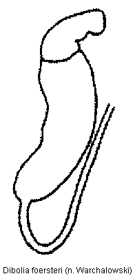 DIBOLIA FOERSTERI