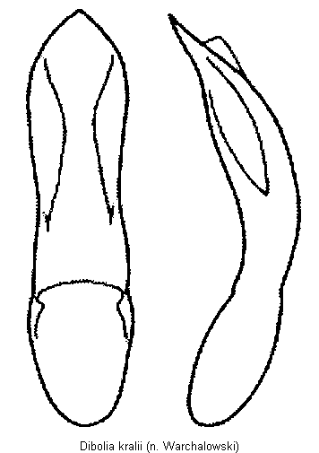 DIBOLIA KRALII