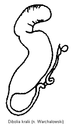 DIBOLIA KRALII
