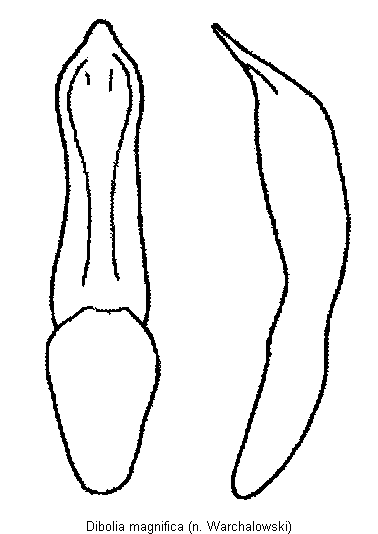 DIBOLIA MAGNIFICA