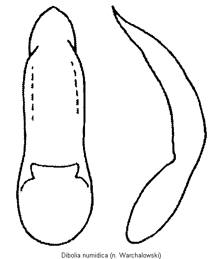 DIBOLIA NUMIDICA