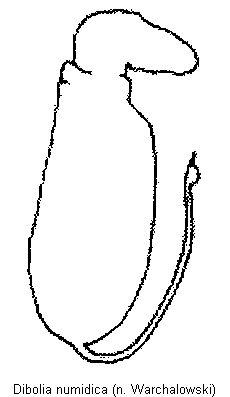 DIBOLIA NUMIDICA