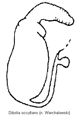 DIBOLIA OCCULTANS