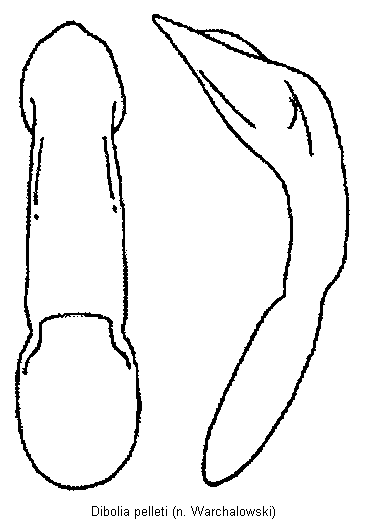 DIBOLIA PELLETI