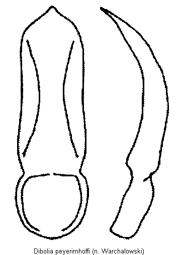 DIBOLIA PEYERIMHOFFI