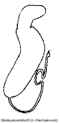 DIBOLIA PEYERIMHOFFI