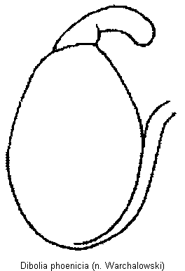 DIBOLIA PHOENICIA