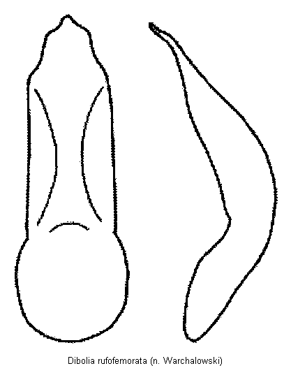 DIBOLIA RUFOFEMORATA