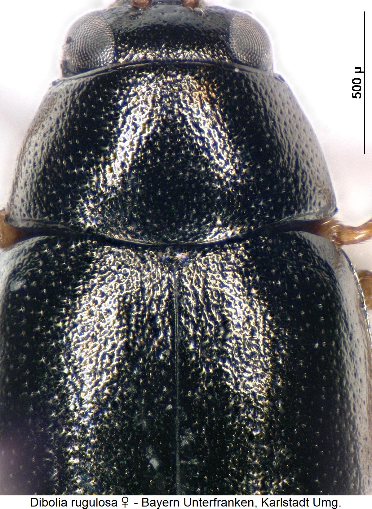 DIBOLIA RUGULOSA