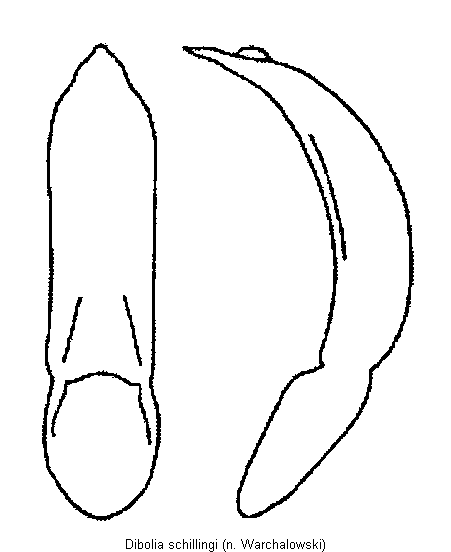 DIBOLIA SCHILLINGI