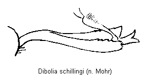 DIBOLIA SCHILLINGI