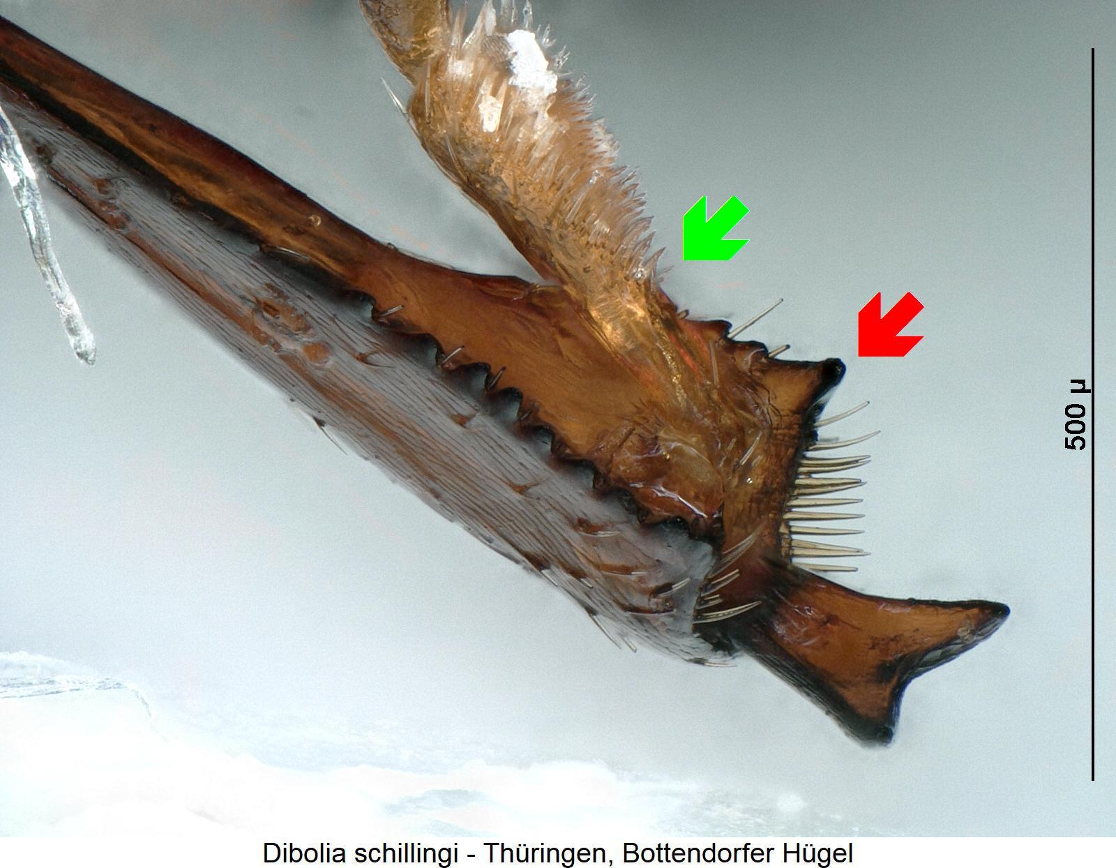 DIBOLIA SCHILLINGI